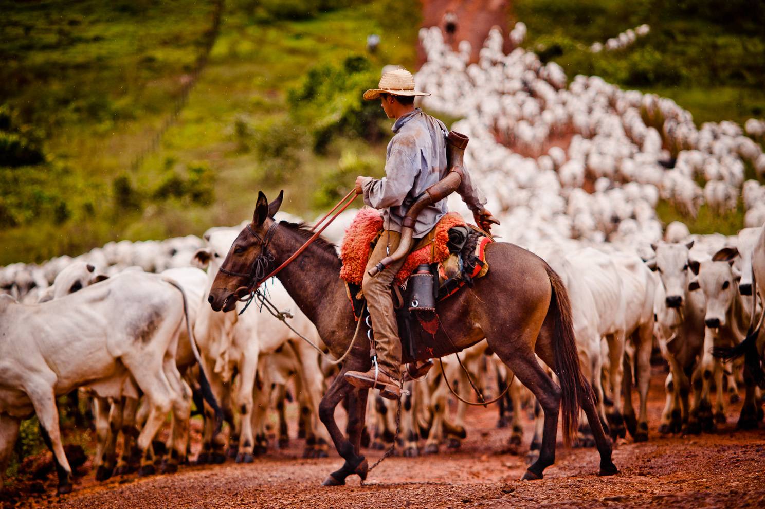 Você sabe o que é uma Comitiva Pantaneira e qual a sua importância para o  Pantanal ? - MS Por Favor